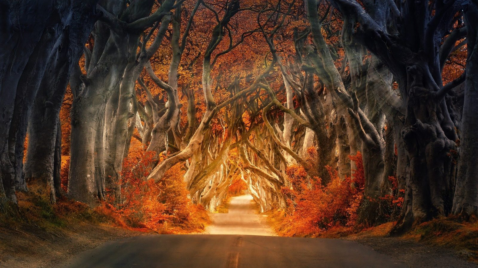the-dark-hedges-4094148_1920
