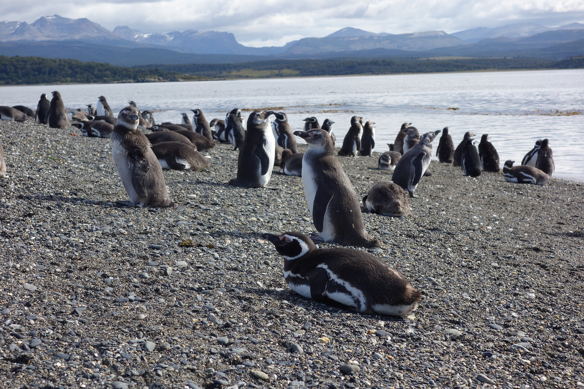 penguins-5429392_1920