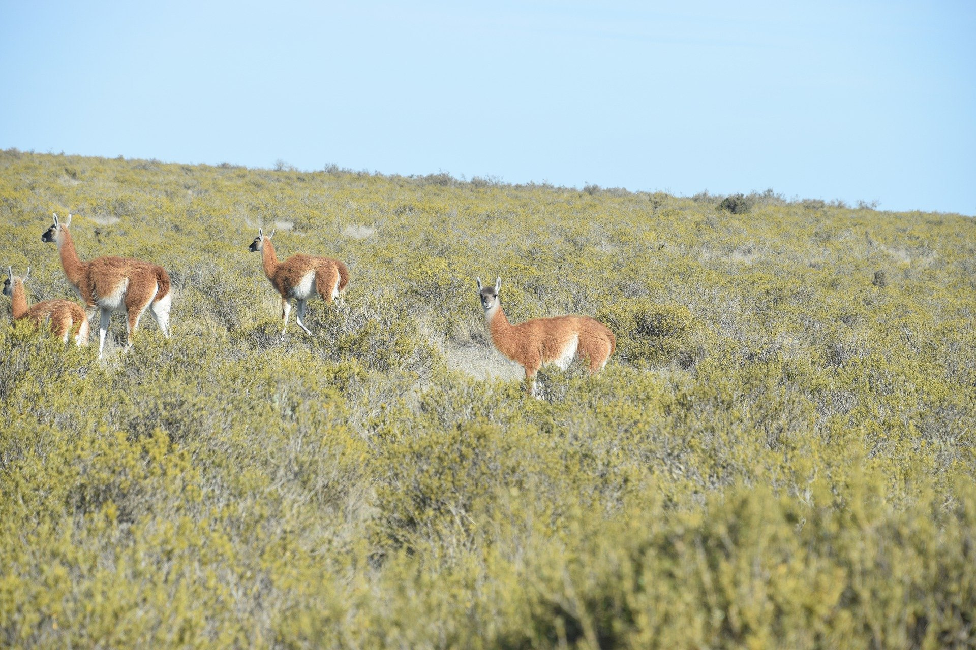 guanaco-5982738_1920